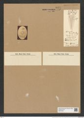 Actinocyclus arcuatus Schum. (de-Toni-Nr.: Genus 195, Species 4784) Zeichnungen Sammlung Grunow Nr. 8424 (NHMW-BOT-W0377870)